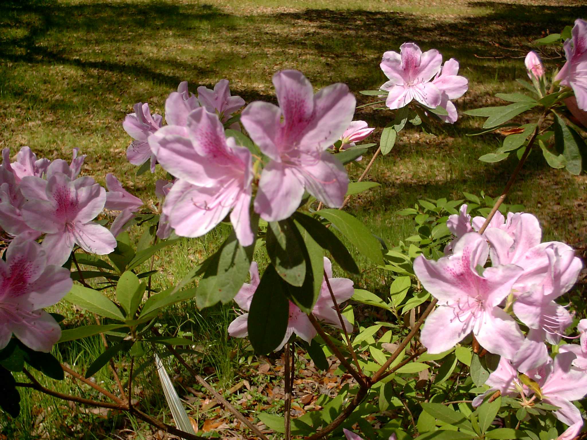 2004-3-31-Pink Azalea.jpg